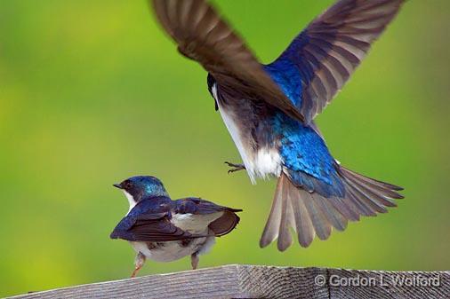 Look Out Below_53723.jpg - Tree Swallows (Tachycineta bicolor) photographed at Ottawa, Ontario - the Capital of Canada.